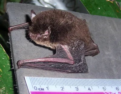 Whiskered Myotis