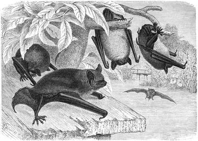 Daubenton's Bat