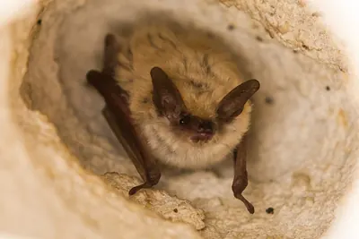 Geoffroys bat