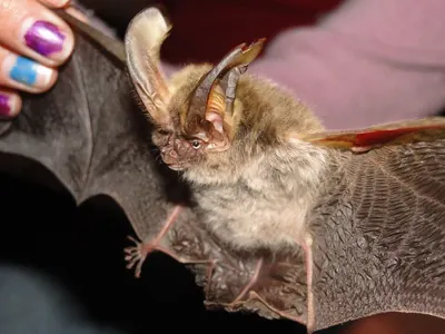 Mexican Big-eared Bat