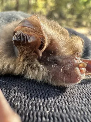 Gould’s Long-eared Bat