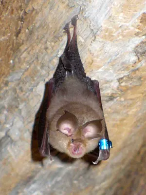 Lesser Horseshoe Bat