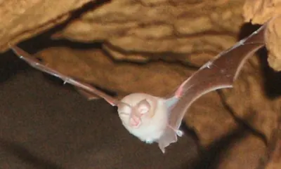 Mediterranean Horseshoe Bat