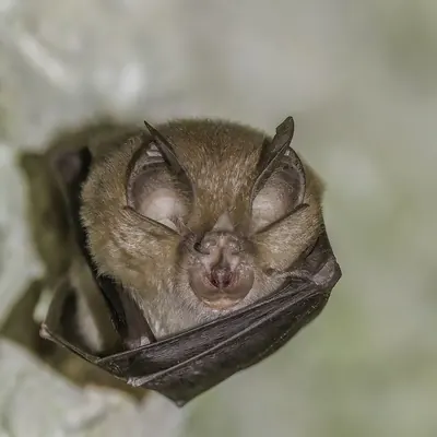 Greater horseshoe bat
