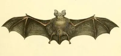 Geoffroy's Horseshoe Bat