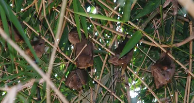 Gambian Epauletted Fruit Bat