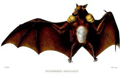 Franquet's Epauletted Fruit Bat