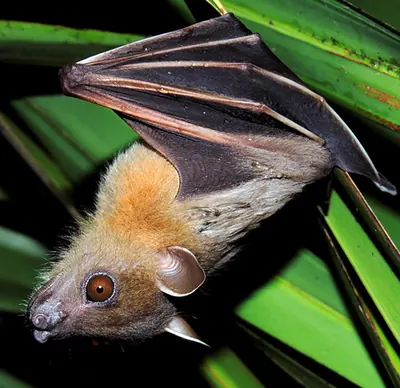 Greater Shortnosed Fruit Bat