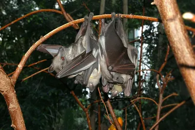 Straw-coloured Fruit Bat