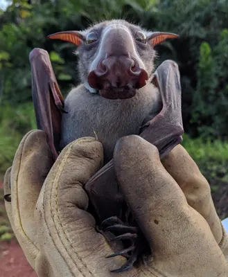 Hammer-headed Fruit Bat