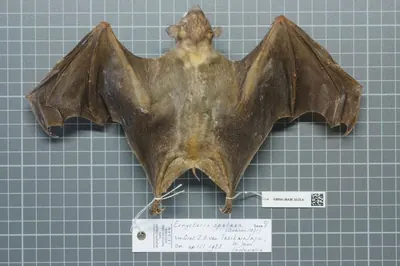 Dawn Bat