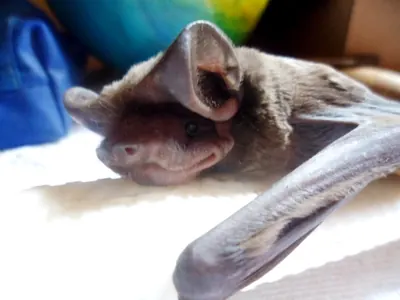 Wagner’s Bonneted Bat