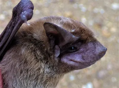 Dwarf Dog-faced Bat