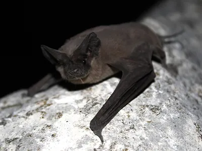 Brazilian free-tailed bat
