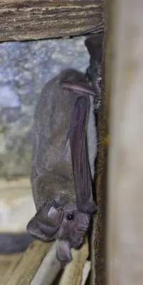 Egyptian Nyctinome