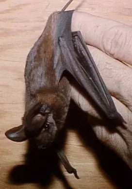 Big Free-tailed Bat