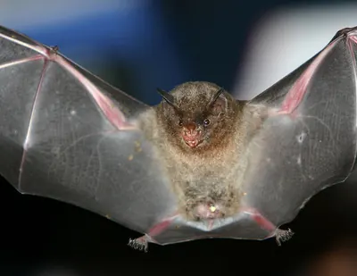 Silky Short-tailed Bat
