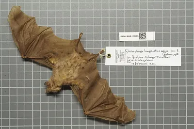 Miller's Long-tongued Bat
