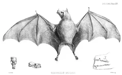 Leach's Single Leaf Bat