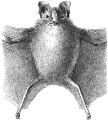 Toltec Fruit-eating Bat.