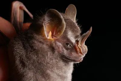 Pygmy Fruit-eating Bat