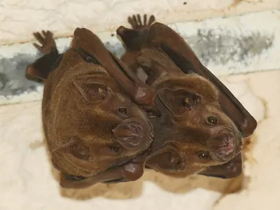 Jamaican Fruit-eating Bat