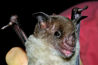 Pale Spear-nosed Bat