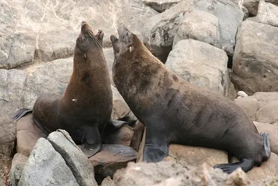 Antipodean Fur Seal