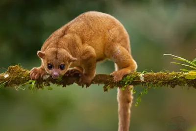 Kinkajou