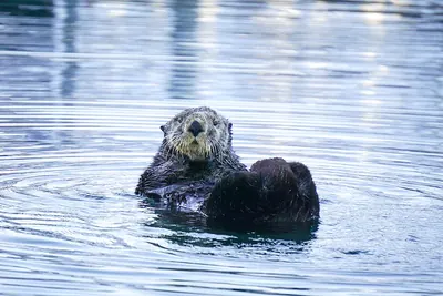 Sea otter