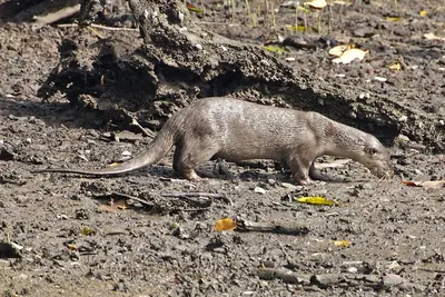 Smooth-coated otter