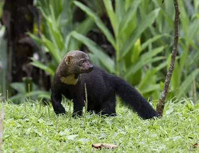 Greyheaded Tayra