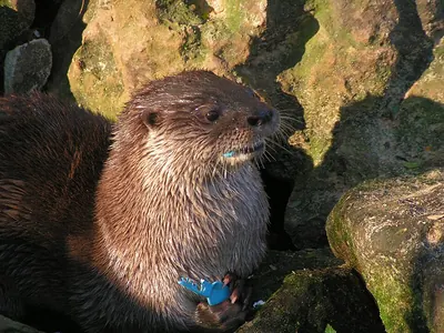 South American River Otter