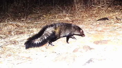 Bushy-tailed Mongoose