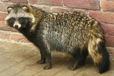 Raccoon Dog