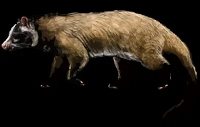 Masked Palm Civet