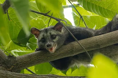 Musang