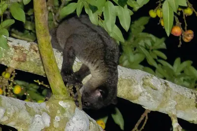 Three-striped Palm Civet