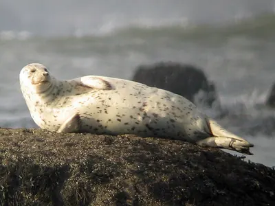 Common seal