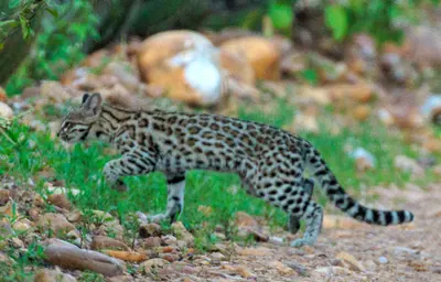 Little spotted cat
