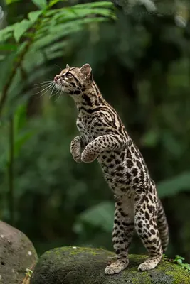 Tree Ocelot