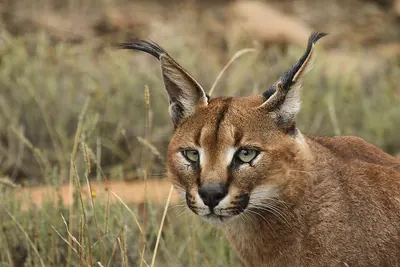 Desert Lynx