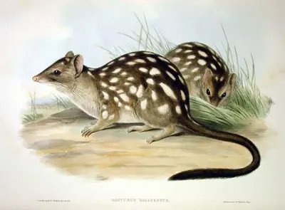 Northern quoll