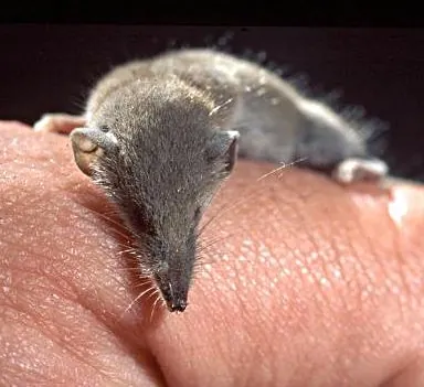 White-toothed Pygmy Shrew