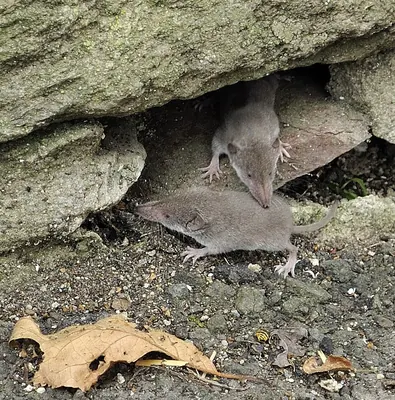 White-toothed Shrew