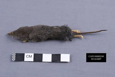 Smoky Shrew
