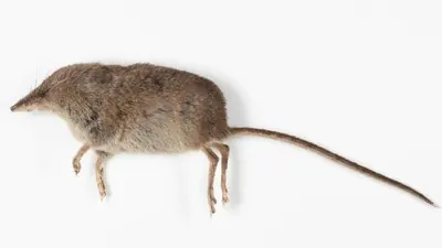 Pacific Shrew