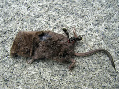 Montane Shrew