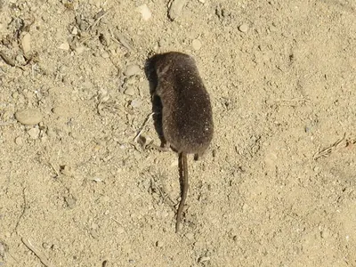 Vagrant Shrew