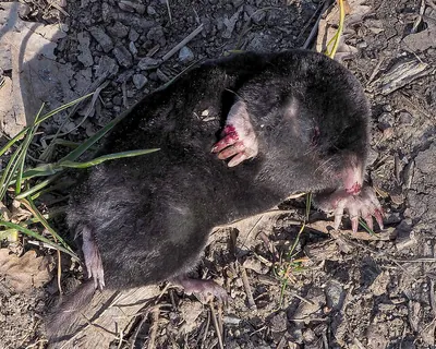 Roman Mole